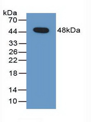 40781