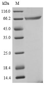 SDS-PAGE