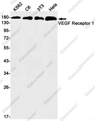 Вестерн-блоттинг, VEGF Receptor 1, клетки K562, C6, 3T3, HeLa