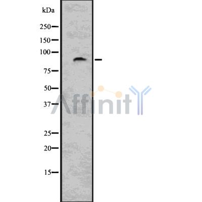 Валидация Affinity DF7573 - 19332