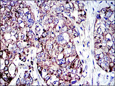 Валидация AntibodySystem RHB76001 (367)