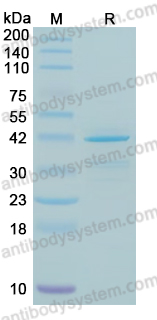 YHB91107, SDS-PAGE