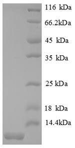 SDS-PAGE