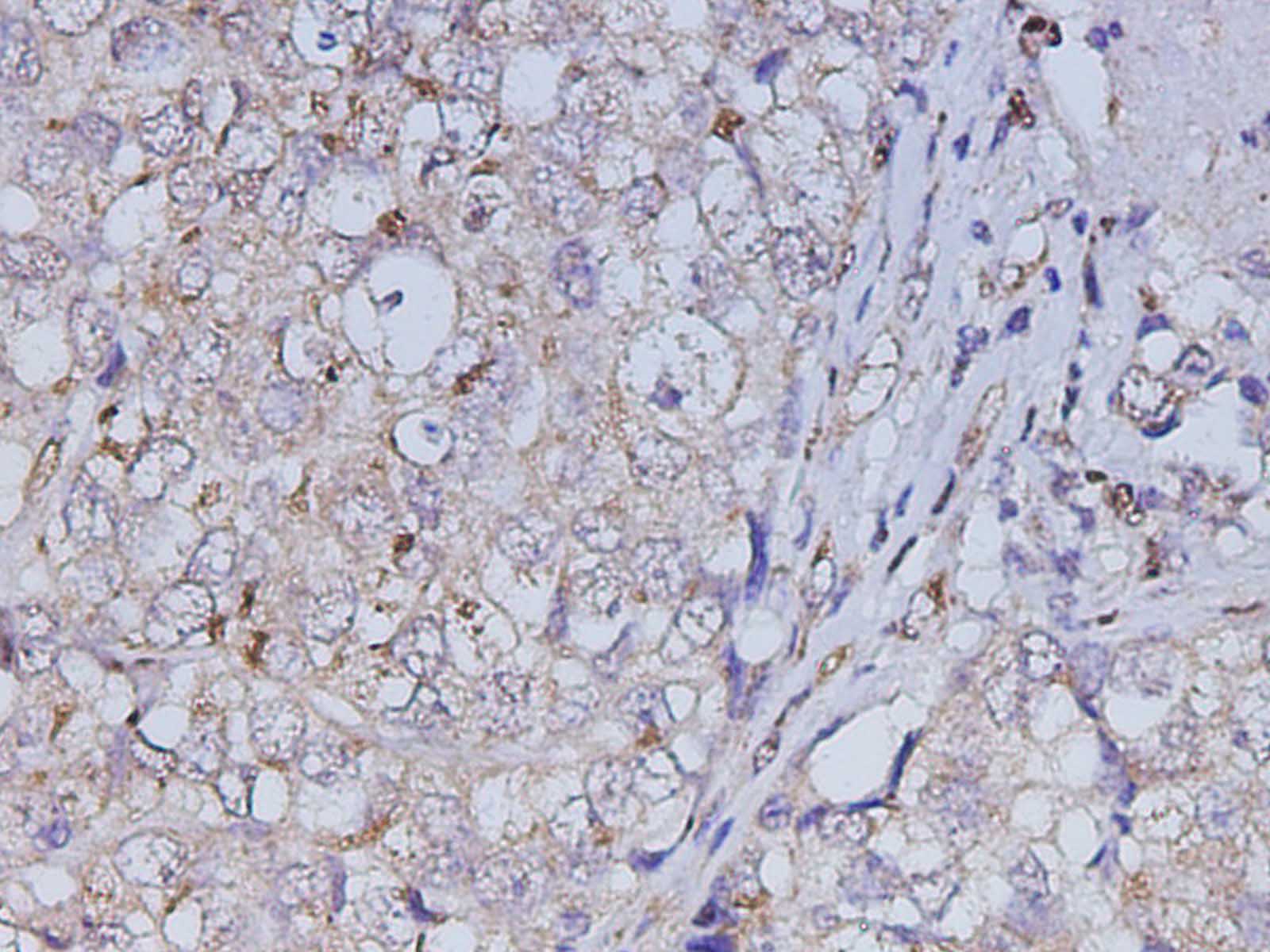 Валидация Elabscience D-AB-10470L