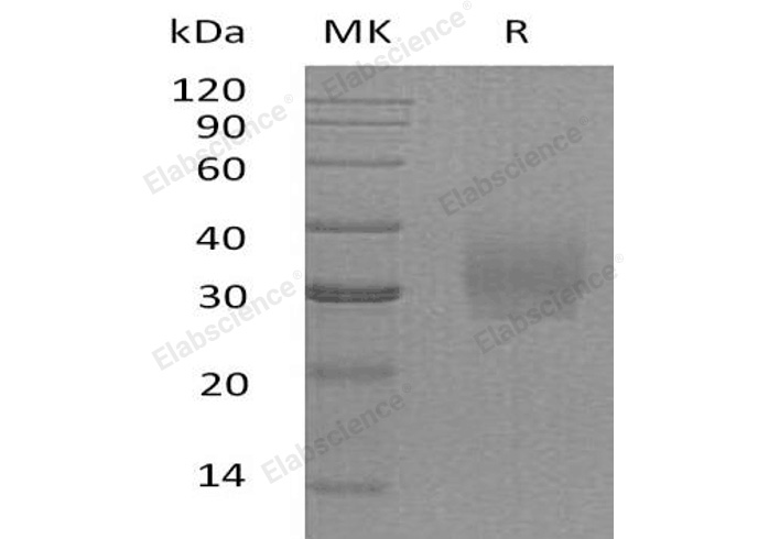 Валидация Elabscience PKSH033091(3457)