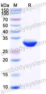 EHC38501, SDS-PAGE