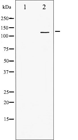 Валидация Affinity AF6190 - 3417