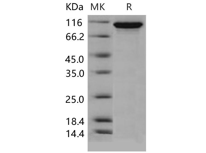 Валидация Elabscience PKSM040556(4545)