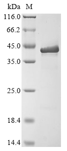 SDS-PAGE