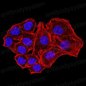 Валидация IF - AntibodySystem RVV19701 (1731)