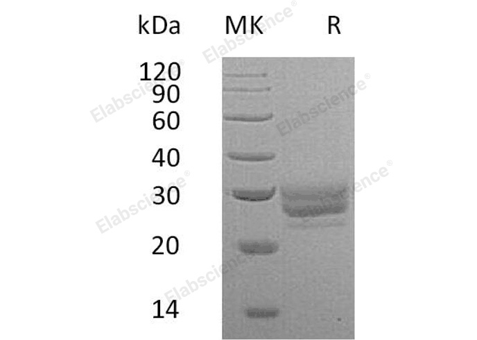 Валидация Elabscience PKSM041024(4956)
