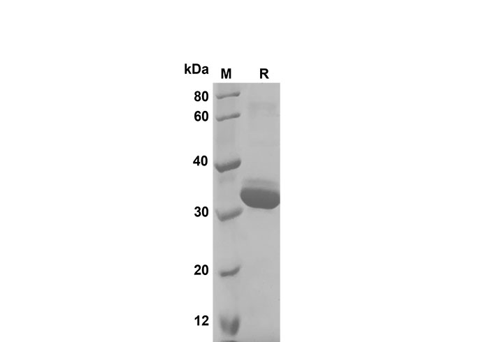 Валидация Elabscience PDER100129(675)