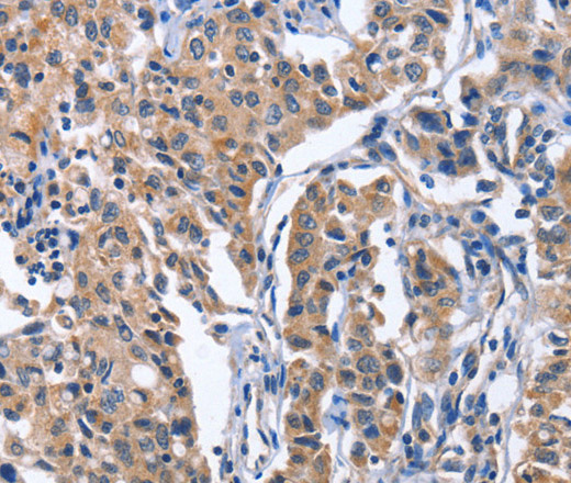 Валидация Elabscience E-AB-14639