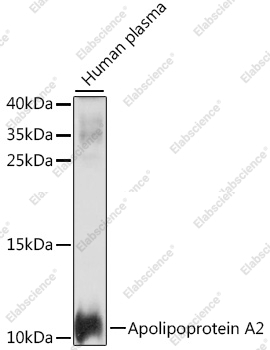 Вестерн-блоттинг, Apolipoprotein A2, человеческая плазма