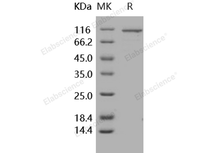 Валидация Elabscience PKSH030423(1355)