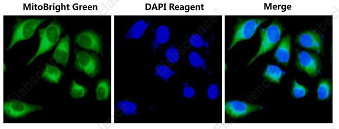 Валидация Elabscience E-CK-A401 - 137