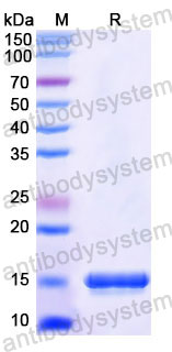 Валидация SDS-PAGE - AntibodySystem RHD34001