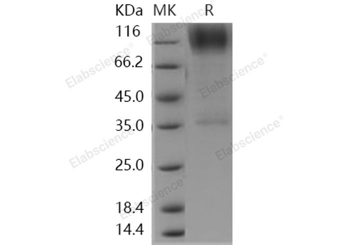 Валидация Elabscience PKSH031125(1904)