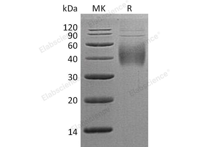 Валидация Elabscience PKSH032784(3204)