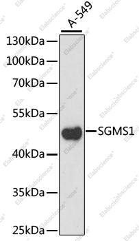 Вестерн-блоттинг, SGMS1, клетки A-549