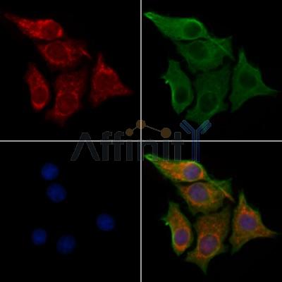 Валидация Affinity DF13081 - 7958