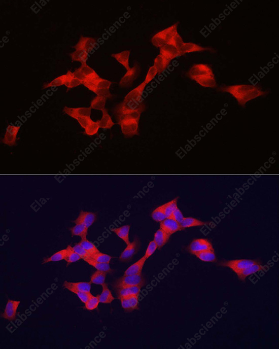 Иммунофлуоресценция, BSCL2, клетки SH-SY5Y