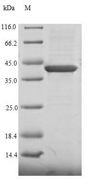 SDS-PAGE