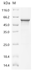 SDS-PAGE