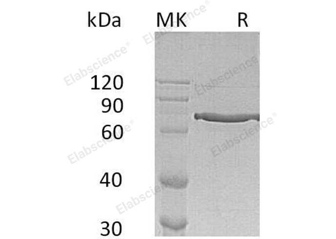 Валидация Elabscience PKSH032318(2809)