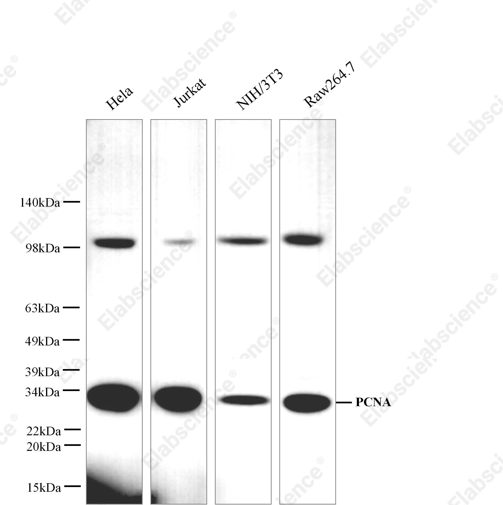 Вестерн-блоттинг, PCNA, клетки HepG2, HeLa, Raw264.7, Raji и MCF-7