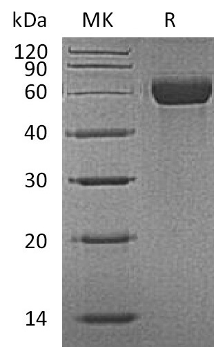 Валидация Elabscience PKSM041305(5201)