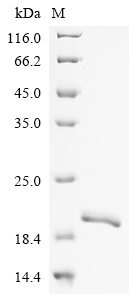 SDS-PAGE