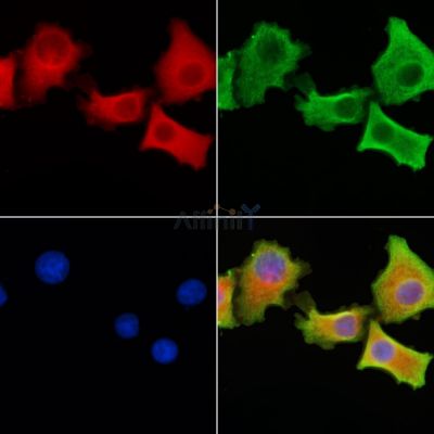 Валидация Affinity DF2244 - 12787