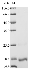 SDS-PAGE