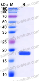EHJ19702, SDS-PAGE
