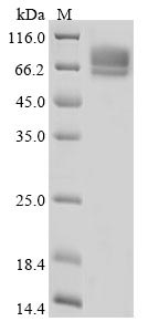SDS-PAGE