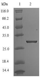 SDS-PAGE