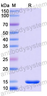 Валидация SDS-PAGE - AntibodySystem RHJ39605