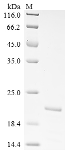 SDS-PAGE