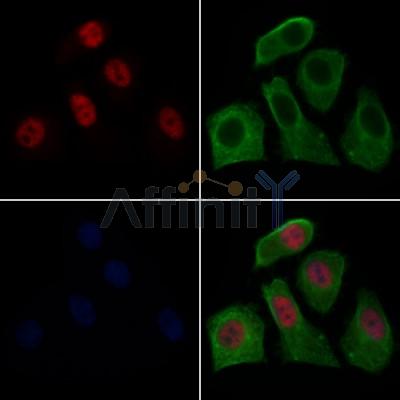 Валидация Affinity AF7553 - 4216