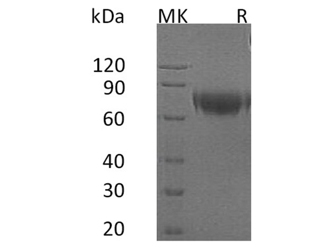Валидация Elabscience PKSH032606(3053)