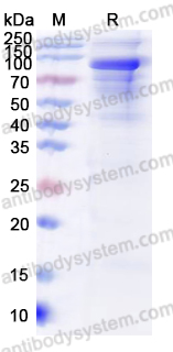 Валидация AntibodySystem YHE32102