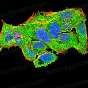 Валидация IF - AntibodySystem RHD32604