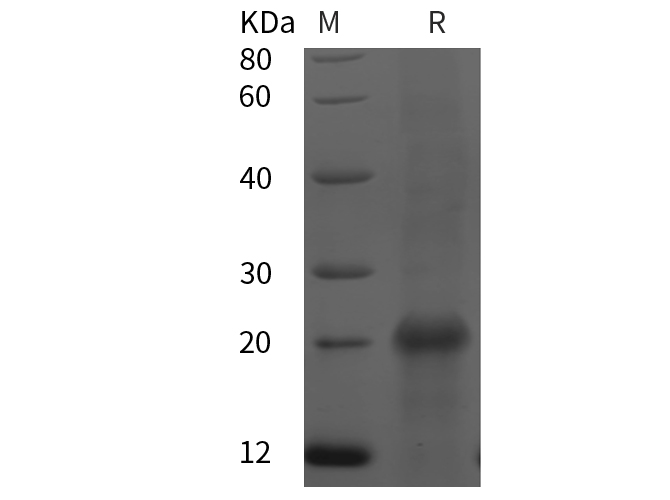 Валидация Elabscience PDEH100840(276)