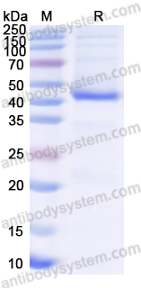 Валидация AntibodySystem YHK01801