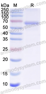 Валидация AntibodySystem YVV23201