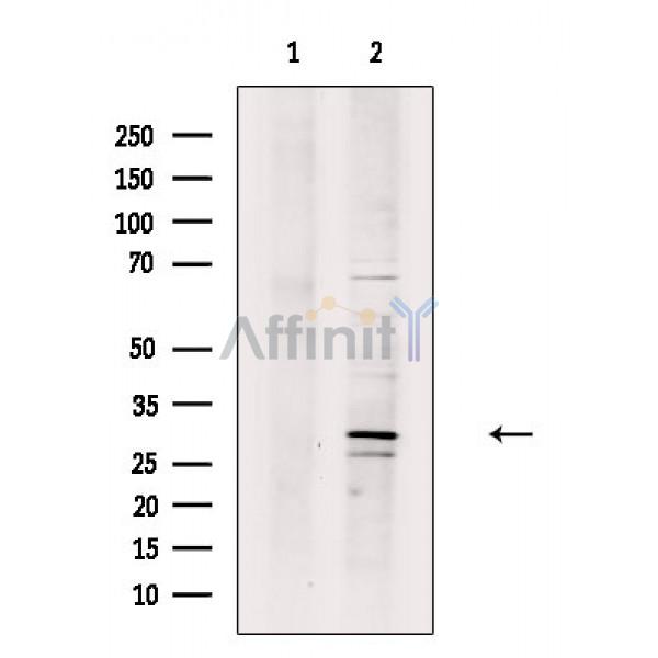 Валидация Affinity DF3488 - 14402