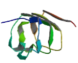 Olfactory Receptor 1C1 (OR1C1) Olfactory Receptor 1C1 (OR1C1)