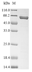 SDS-PAGE