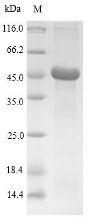 SDS-PAGE